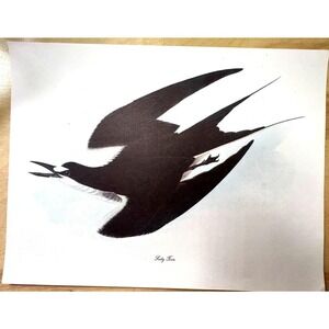 Audubon Birds of America Sooty Tern Original Print Vtg 1950 R T Peterson 9 x 12